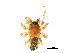 (Tapinocyba emertoni - BIOUG32666-A03)  @11 [ ] CreativeCommons - Attribution (2017) CBG Photography Group Centre for Biodiversity Genomics
