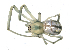  ( - CCDB-08467-E06)  @12 [ ] CreativeCommons - Attribution  Gergin Blagoev, Centre for Biodiversity Genomics Unspecified