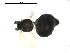  (Coleosoma - CCDB-08467-F07)  @12 [ ] CreativeCommons - Attribution  Gergin Blagoev, Centre for Biodiversity Genomics Unspecified