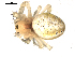  ( - CCDB-08467-H02)  @13 [ ] CreativeCommons - Attribution  Gergin Blagoev, Centre for Biodiversity Genomics Unspecified