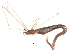 (Rhomphaea fictilium - CCDB-08468-H11)  @12 [ ] CreativeCommons - Attribution  Gergin Blagoev, Centre for Biodiversity Genomics Unspecified