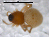  (Ceraticelus creolus - CCDB-08500-F02)  @13 [ ] Copyright  G. Blagoev 2010 Unspecified