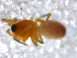  ( - CCDB-08500-F03)  @12 [ ] Copyright  G. Blagoev 2010 Unspecified