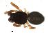  (Ceratinops rugosus - CCDB-08501-D07)  @12 [ ] Copyright  G. Blagoev 2010 Unspecified