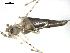  (Rhomphaea sp. 1GAB - CCDB-08502-A01)  @12 [ ] CreativeCommons - Attribution  Gergin Blagoev, Centre for Biodiversity Genomics Unspecified