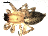  ( - CCDB-08502-B12)  @13 [ ] CreativeCommons - Attribution  Gergin Blagoev, Centre for Biodiversity Genomics Unspecified