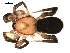  (Gnaphosa sericata cf - CCDB-08502-C03)  @12 [ ] CreativeCommons - Attribution  Gergin Blagoev, Centre for Biodiversity Genomics Unspecified