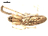  ( - CCDB-08502-D02)  @12 [ ] CreativeCommons - Attribution  Gergin Blagoev, Centre for Biodiversity Genomics Unspecified