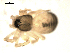  (Grammonota texana - CCDB-08502-D03)  @12 [ ] CreativeCommons - Attribution  Gergin Blagoev, Centre for Biodiversity Genomics Unspecified