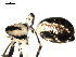  ( - CCDB-08502-F09)  @12 [ ] CreativeCommons - Attribution  Gergin Blagoev, Centre for Biodiversity Genomics Unspecified