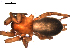  (Herpyllus regnans - CCDB-08512-D02)  @12 [ ] CreativeCommons - Attribution (2010) Gergin Blagoev, Centre for Biodiversity Genomics Centre for Biodiversity Genomics