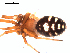  (Asagena medialis - CCDB-08512-F02)  @13 [ ] CreativeCommons - Attribution (2010) Gergin Blagoev, Centre for Biodiversity Genomics Centre for Biodiversity Genomics