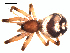  ( - CCDB-08512-F05)  @12 [ ] CreativeCommons - Attribution (2010) Gergin Blagoev, Centre for Biodiversity Genomics Centre for Biodiversity Genomics