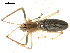  ( - CCDB-08513-A10)  @14 [ ] CreativeCommons - Attribution (2010) Gergin Blagoev, Centre for Biodiversity Genomics Centre for Biodiversity Genomics