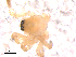  ( - CCDB-08513-C09)  @12 [ ] CreativeCommons - Attribution (2010) Gergin Blagoev, Centre for Biodiversity Genomics Centre for Biodiversity Genomics