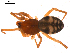  ( - CCDB-08513-C12)  @12 [ ] CreativeCommons - Attribution (2010) Gergin Blagoev, Centre for Biodiversity Genomics Centre for Biodiversity Genomics