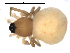  (Ceraticelus paludigena - CCDB-08514-B10)  @13 [ ] Copyright  G. Blagoev 2010 Unspecified