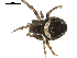  ( - CCDB-08515-B03)  @12 [ ] CreativeCommons - Attribution  Gergin Blagoev, Centre for Biodiversity Genomics Unspecified