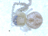  ( - CCDB-08515-B10)  @13 [ ] CreativeCommons - Attribution  Gergin Blagoev, Centre for Biodiversity Genomics Unspecified