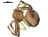  ( - CCDB-08515-E05)  @12 [ ] CreativeCommons - Attribution  Gergin Blagoev, Centre for Biodiversity Genomics Unspecified