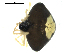  ( - CCDB-08515-E06)  @12 [ ] CreativeCommons - Attribution  Gergin Blagoev, Centre for Biodiversity Genomics Unspecified