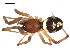  (Asagena sp. 5GAB - CCDB-08515-G01)  @12 [ ] CreativeCommons - Attribution  Gergin Blagoev, Centre for Biodiversity Genomics Unspecified