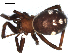  ( - CCDB-08515-G02)  @12 [ ] CreativeCommons - Attribution  Gergin Blagoev, Centre for Biodiversity Genomics Unspecified
