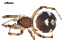  ( - CCDB-08515-G03)  @12 [ ] CreativeCommons - Attribution  Gergin Blagoev, Centre for Biodiversity Genomics Unspecified