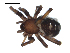  ( - CCDB-08515-G04)  @12 [ ] CreativeCommons - Attribution  Gergin Blagoev, Centre for Biodiversity Genomics Unspecified