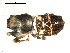  (Wagneriana - CCDB-08515-H11)  @12 [ ] CreativeCommons - Attribution  Gergin Blagoev, Centre for Biodiversity Genomics Unspecified