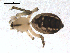  ( - CCDB-08516-C01)  @12 [ ] CreativeCommons - Attribution  Gergin Blagoev, Centre for Biodiversity Genomics Unspecified