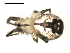 ( - CCDB-08516-C02)  @12 [ ] CreativeCommons - Attribution  Gergin Blagoev, Centre for Biodiversity Genomics Unspecified