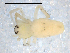  ( - CCDB-08516-C08)  @12 [ ] CreativeCommons - Attribution  Gergin Blagoev, Centre for Biodiversity Genomics Unspecified
