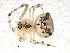  ( - CCDB-08516-F05)  @12 [ ] CreativeCommons - Attribution  Gergin Blagoev, Centre for Biodiversity Genomics Unspecified