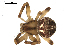  ( - CCDB-08516-G04)  @14 [ ] CreativeCommons - Attribution  Gergin Blagoev, Centre for Biodiversity Genomics Unspecified