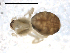  ( - CCDB-08516-H05)  @12 [ ] CreativeCommons - Attribution  Gergin Blagoev, Centre for Biodiversity Genomics Unspecified
