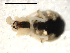  ( - CCDB-08516-H10)  @12 [ ] CreativeCommons - Attribution  Gergin Blagoev, Centre for Biodiversity Genomics Unspecified