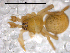  (Hentziectypus globosus - CCDB-08518-H05)  @13 [ ] Copyright  G. Blagoev 2010 Unspecified
