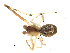  (Theridion flavonotatum - CCDB-08519-A10)  @12 [ ] Copyright  G. Blagoev 2010 Unspecified