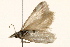  ( - 09BBLEP-00191)  @13 [ ] CreativeCommons - Attribution (2009) Unspecified Centre for Biodiversity Genomics