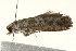  ( - 09BBLEP-00242)  @13 [ ] CreativeCommons - Attribution (2009) Unspecified Centre for Biodiversity Genomics