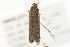  ( - 09BBLEP-00525)  @12 [ ] CreativeCommons - Attribution (2009) Unspecified Centre for Biodiversity Genomics