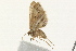  ( - 09BBLEP-00565)  @13 [ ] CreativeCommons - Attribution (2009) Unspecified Centre for Biodiversity Genomics