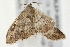  ( - 09BBLEP-00583)  @13 [ ] CreativeCommons - Attribution (2009) Unspecified Centre for Biodiversity Genomics
