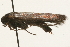  (Scythris fuscicomella - 09BBLEP-00805)  @14 [ ] CreativeCommons - Attribution (2009) Unspecified Centre for Biodiversity Genomics