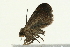  ( - 09BBLEP-00040)  @13 [ ] CreativeCommons - Attribution (2009) Unspecified Centre for Biodiversity Genomics
