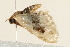  ( - 09BBLEP-00173)  @13 [ ] CreativeCommons - Attribution (2009) Unspecified Centre for Biodiversity Genomics