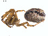  (Steatoda sp. 7GAB - BIOUG00888-F10)  @13 [ ] Copyright  G. Blagoev 2011 Unspecified