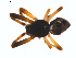  ( - BIOUG00888-G08)  @12 [ ] Copyright  G. Blagoev 2011 Unspecified