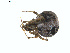  (Tidarren - BIOUG01576-G04)  @13 [ ] Copyright  G. Blagoev 2011 Unspecified